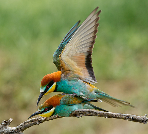 European Bee-eater .."Merops apiaster" mating.
