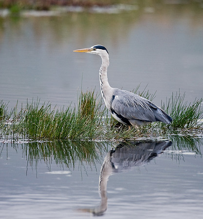 Grey Heron  .... "Ardea cinerea"