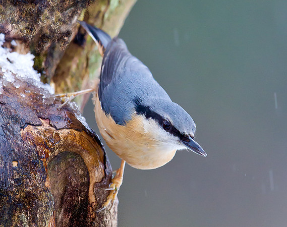 Nuthatch 1...... "Sitta europaea"