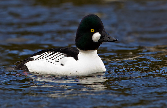 Goldeneye. the following birds were photographed in Norway.