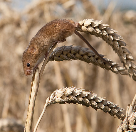 Harvest Mice....... "Micromys minutus"                          It's a long way down !!