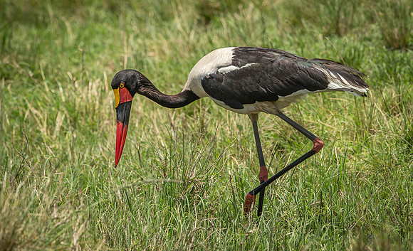 _D9R6934..Saddle-billed stork.."Ephippiorhynchus senegalensis".. female Masai Mara Kenya.