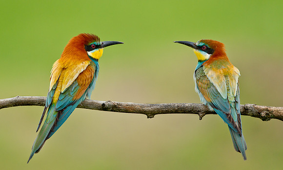 European Bee-eater .."Merops apiaster" .... pair bonding.