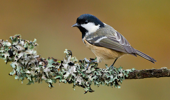 Coal Tit .. "Periparus ater".. Taken on a murky day in November. Camera settings. 500th sec at f4 ISO 3200. amazing quality for such a high ISO.