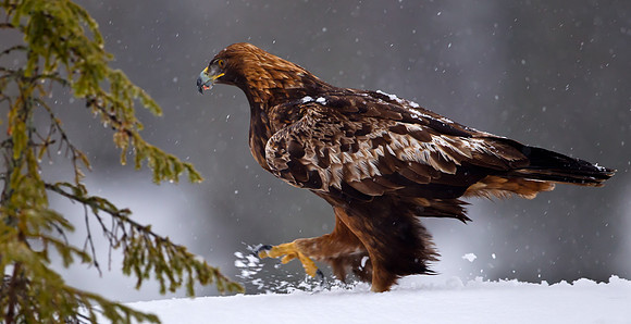 Wild Golden Eagle .... "Aquila chrysaetos" ....