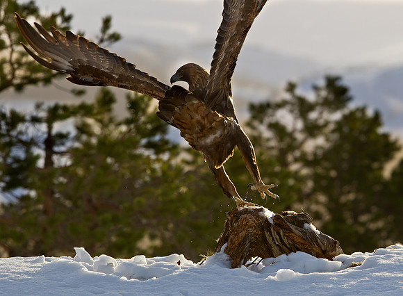 Golden Eagle...  ....."Aquila chrysaetos"...