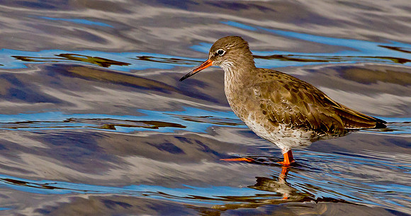 Redshank ..."Tringa totanus"   In natural colour water patterns