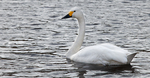 Bewick's Swan .."Cygnus columbianus"
