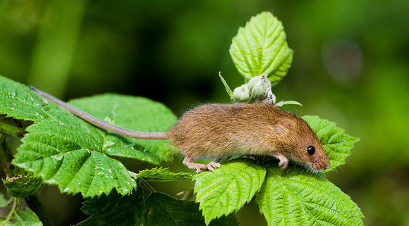 Harvest Mouse on brambles... "Micromys minutus"