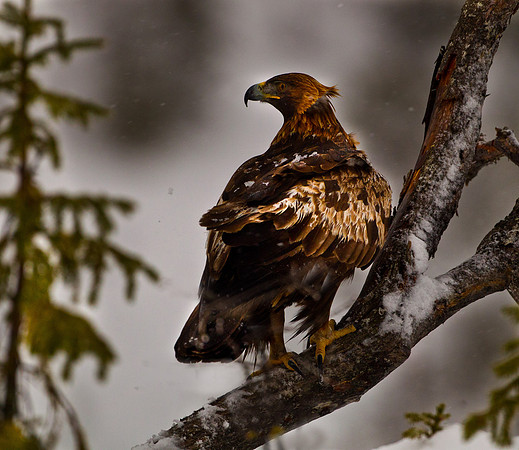 Golden Eagle .... "Aquila chrysaetos"...