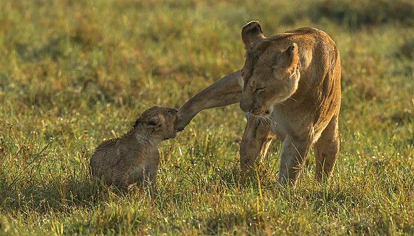 _D9R5688 Lion.. "Panthera Leo".. Masai Mara Kenya.Cub having fun with mothers leg.
