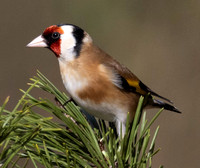 Goldfinch