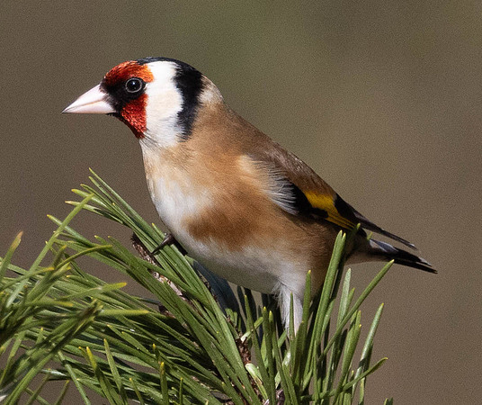 Goldfinch