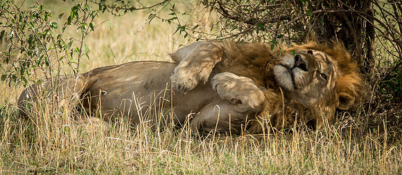 _J0A2022....Lion.... " "Panthera Leo"..male...  Masai Mara Kenya