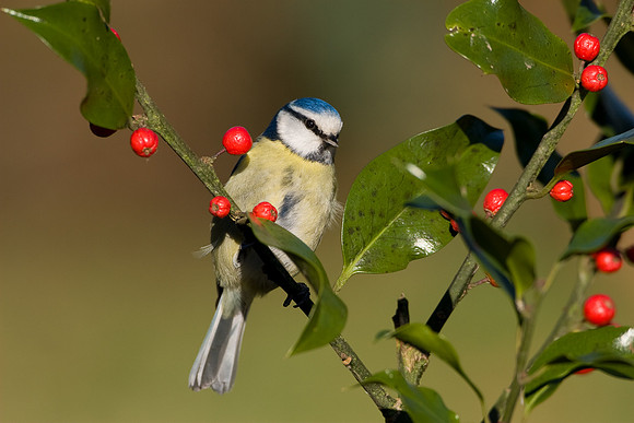 Blue Tit.....  "Parus caeruleus"