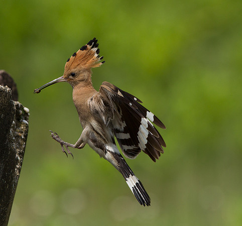 Hoopoe ..."Upupa epops" .... entering nest.
