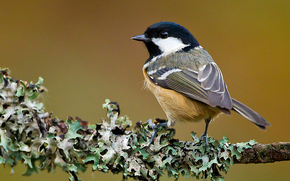 Coal Tit .. "Periparus ater".. Same settings.