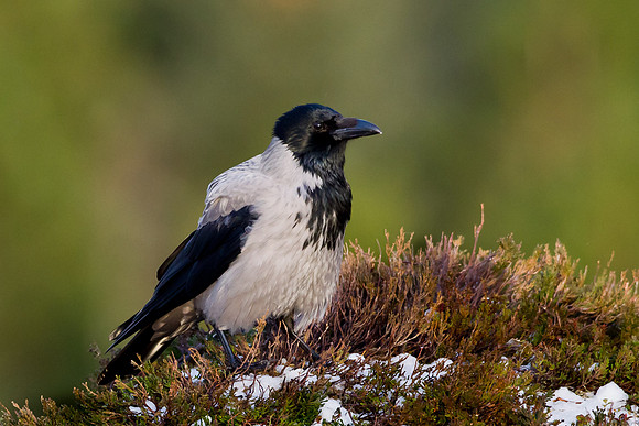 Hooded Crow .... after the storms