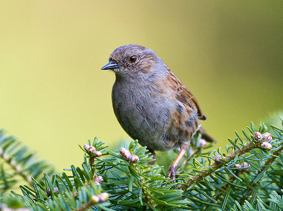Dunnock  .....  "Prunella modularis"