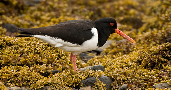 Oystercatcher feeding on seaweed .... "Haematopus ostralegus"