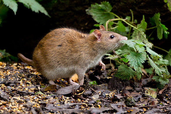 Common Brown Rat ..."Rattus norvegicus"..feeding on nettles
