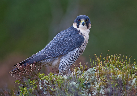 Peregrine
