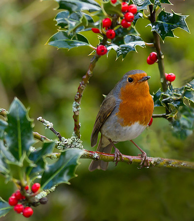 Robin .. "Erithacus rubecula" with Holly berries