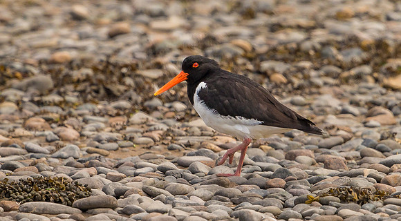 _D9R0641...Oystercatcher .."Haematopus ostralegus"