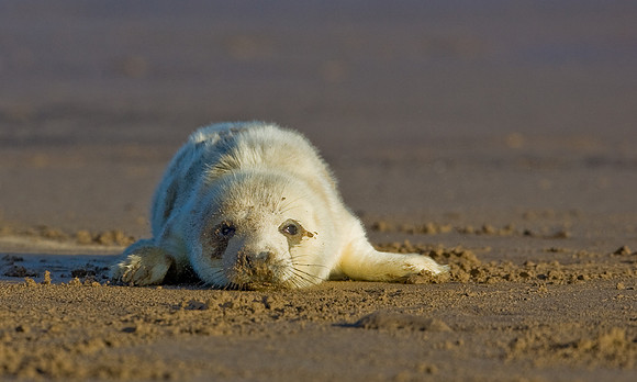 Grey Seal pup