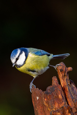 Blue tit.....  "Parus caeruleus"