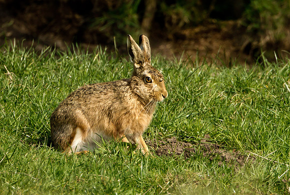 Brown Hare ....  "Lepus capensis"