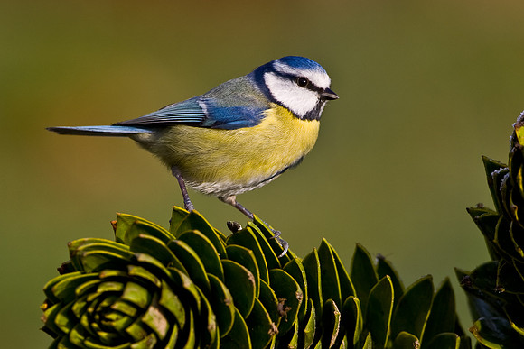 Blue Tit .....  "Parus caeruleus"