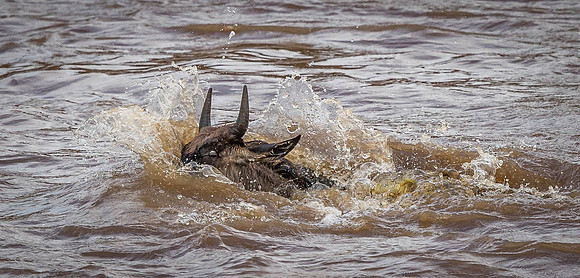 _D9R2586..Wildebeest ...."Connochaetes taurinus" Crocodile "Crocodylinae" Masai Mara Kenya.