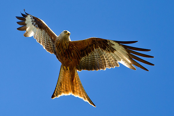 Red Kite ...."Milvus milvus".