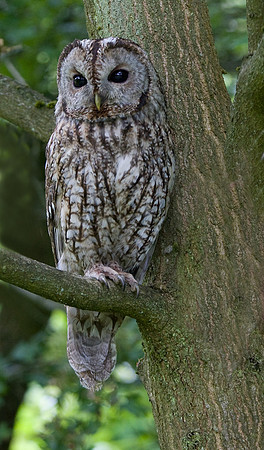 Tawny Owl parent bird to the three young