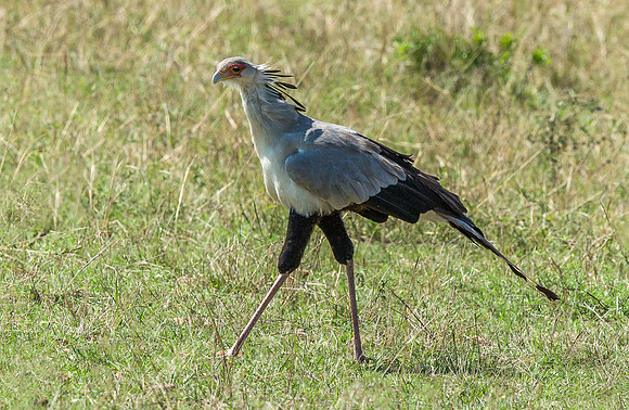 _D9R6161... Secretary Bird ..."Sagittarius serpentarius" Masai Mara Kenya