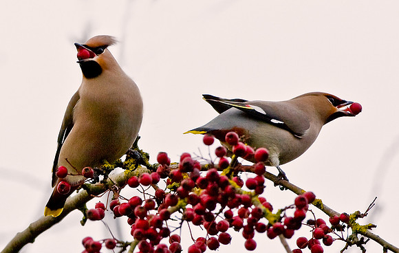 Waxwings feeding on Rowan berries