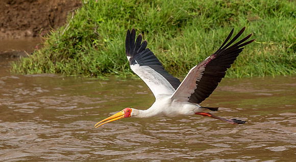 _D9R2883.. Yellow-billed Stork.." Mycteria ibis".. Masai Mara Kenya.