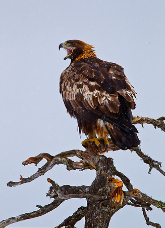 Golden Eagle ... "Aquila chrysaetos"...