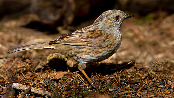 Dunnock.  .....  "Prunella modularis"