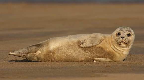 Grey Seal pup