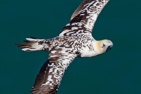 Immature Gannet.......  "Morus garzetta"