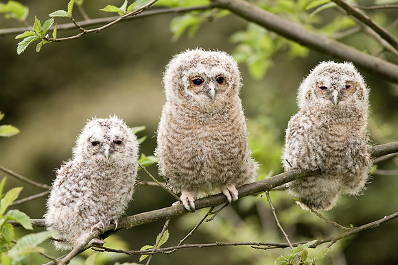 Young Tawny Owls