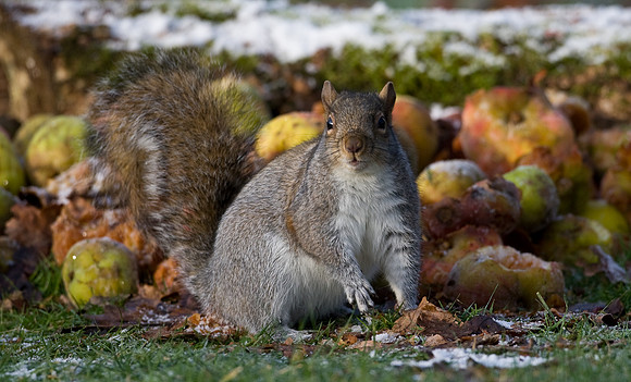 Grey Squirrel...."Sciurus carolinensis" feeding on apples in snow.
