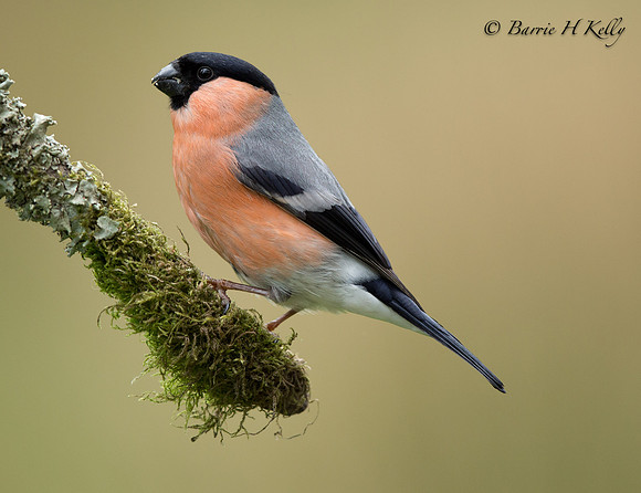 _J0A7619...Male Bullfinch "Pyrrhula pyrrhula"