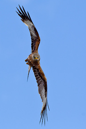 Red Kite preparing to swoop  ...."Milvus milvus".
