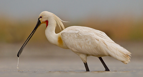 Spoonbill .... "Platalea leucorodia"