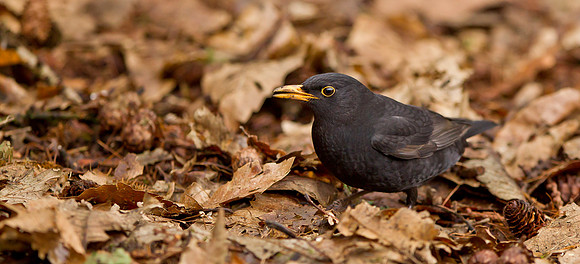 _S0G4007... Blackbird "Turdus merula" foraging... male.