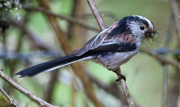 Long Tailed Tit carrying insects to nest   ............" Aegithalos caudatus
