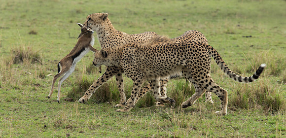 _J0A0416... Cheetah ..." "Acinonyx jubatus".. Male .. Masai Mara Kenya